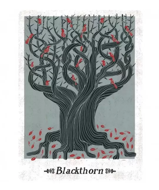 Folklore Oracle Cards – Set oracol inspirat | Emagie.ro