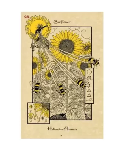 THE MAGICKAL BOTANICAL ORACLE CARDS – Set oracol inspirat | Emagie.ro