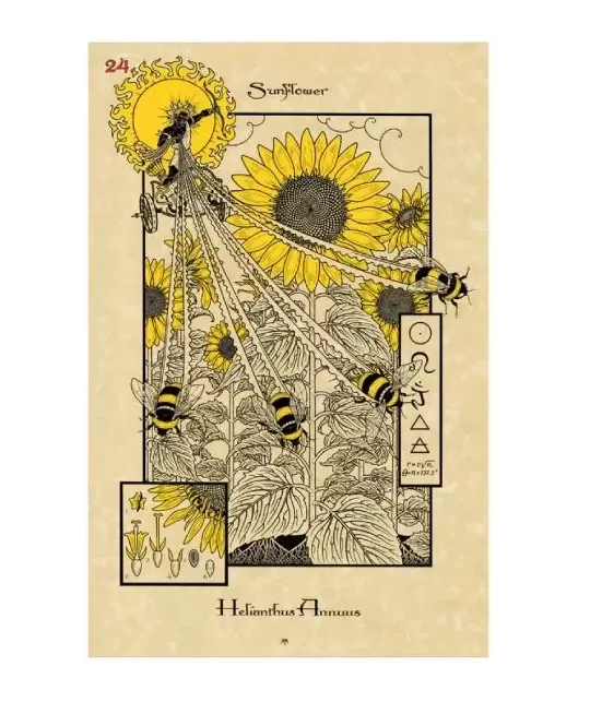 THE MAGICKAL BOTANICAL ORACLE CARDS – Set oracol inspirat | Emagie.ro